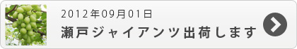 瀬戸ジャイアンツ　9月3日より出荷します