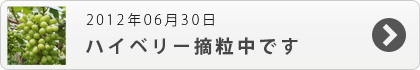 ハイベリー摘粒中です